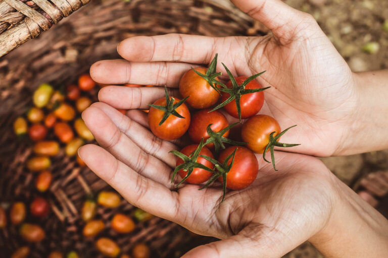 Siena Food Lab Vitivinicolo #RicercaSviluppoTerritoriale | Progetto | Fondazione Monte dei Paschi di Siena