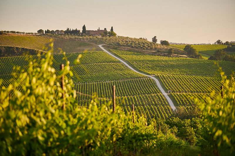 Siena Food Lab Vitivinicolo #RicercaSviluppoTerritoriale | Progetto | Fondazione Monte dei Paschi di Siena